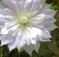 Clematis Duchess of Edinburgh LOISTOKÄRHÖ
